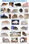 Rat Varieties & Colors Posters