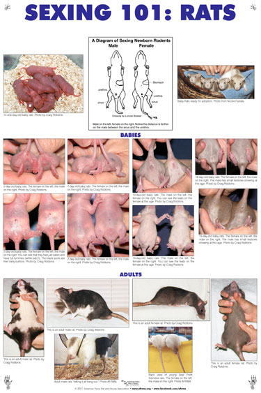 Sexing 101: Rats